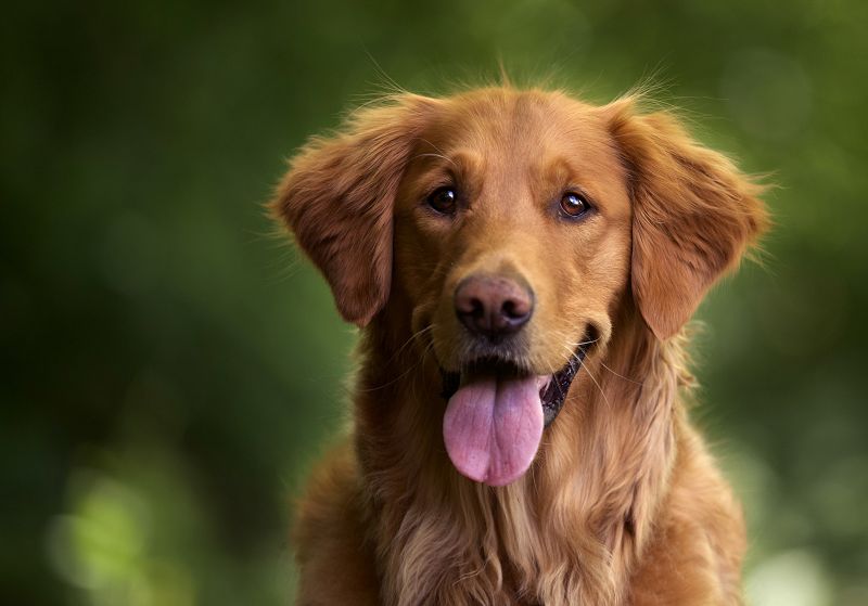 VIP dog hotel - Max Villas